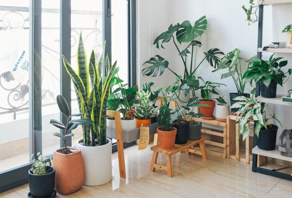 Refrescar la casa con plantas