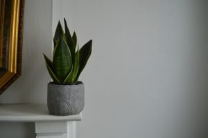 Plantas para interiores con poca luz